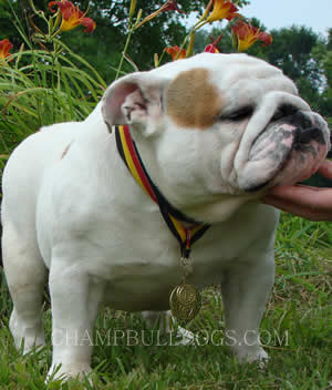 English bulldogs pictures